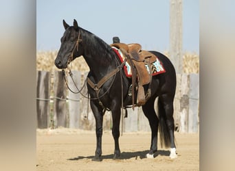 Caballo cuarto de milla, Caballo castrado, 7 años, 152 cm, Negro