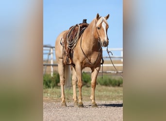 Caballo cuarto de milla, Caballo castrado, 7 años, 152 cm, Palomino