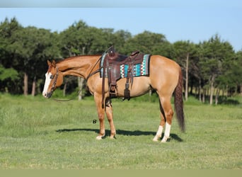 Caballo cuarto de milla, Caballo castrado, 7 años, 152 cm, Red Dun/Cervuno