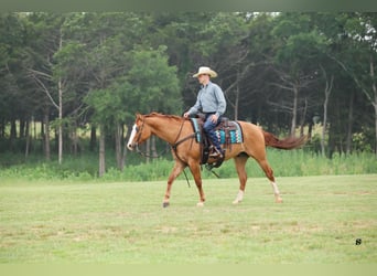 Caballo cuarto de milla, Caballo castrado, 7 años, 152 cm, Red Dun/Cervuno