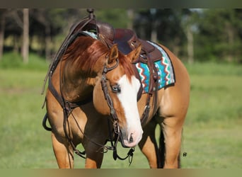 Caballo cuarto de milla, Caballo castrado, 7 años, 152 cm, Red Dun/Cervuno