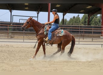 Caballo cuarto de milla, Caballo castrado, 7 años, 152 cm, Ruano alazán