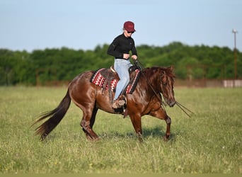 Caballo cuarto de milla, Caballo castrado, 7 años, 152 cm, Ruano alazán