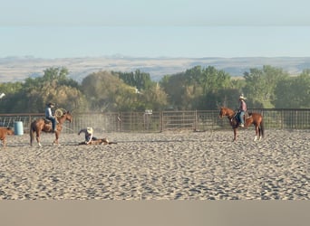 Caballo cuarto de milla, Caballo castrado, 7 años, 152 cm, Ruano alazán