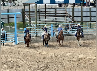 Caballo cuarto de milla, Caballo castrado, 7 años, 152 cm, Ruano alazán