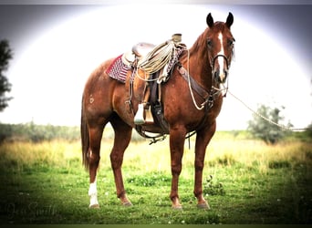 Caballo cuarto de milla, Caballo castrado, 7 años, 152 cm, Ruano alazán