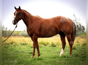 Caballo cuarto de milla, Caballo castrado, 7 años, 152 cm, Ruano alazán