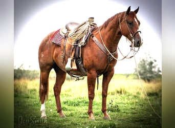 Caballo cuarto de milla, Caballo castrado, 7 años, 152 cm, Ruano alazán
