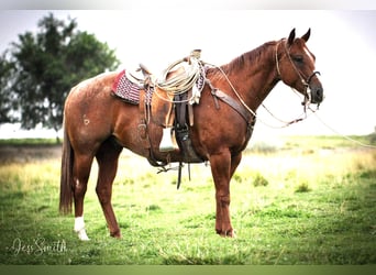 Caballo cuarto de milla, Caballo castrado, 7 años, 152 cm, Ruano alazán