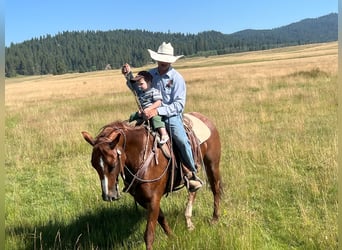 Caballo cuarto de milla, Caballo castrado, 7 años, 152 cm, Ruano alazán