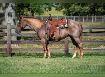 Caballo cuarto de milla, Caballo castrado, 7 años, 152 cm, Ruano alazán