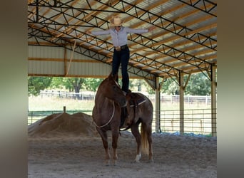 Caballo cuarto de milla, Caballo castrado, 7 años, 152 cm, Ruano alazán