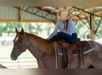 Caballo cuarto de milla, Caballo castrado, 7 años, 152 cm, Ruano alazán