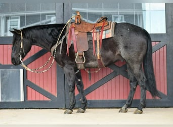 Caballo cuarto de milla, Caballo castrado, 7 años, 152 cm, Ruano azulado