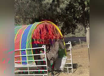 Caballo cuarto de milla, Caballo castrado, 7 años, 152 cm, Ruano azulado