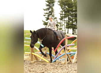 Caballo cuarto de milla, Caballo castrado, 7 años, 152 cm, Ruano azulado