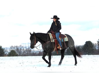 Caballo cuarto de milla, Caballo castrado, 7 años, 152 cm, Ruano azulado