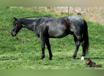 Caballo cuarto de milla, Caballo castrado, 7 años, 152 cm, Ruano azulado