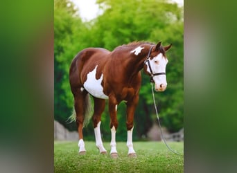 Caballo cuarto de milla, Caballo castrado, 7 años, 152 cm, Tobiano-todas las-capas