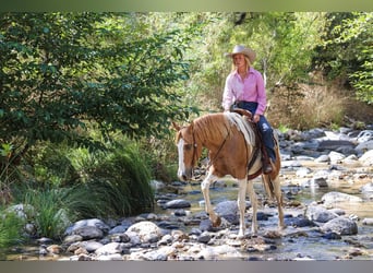 Caballo cuarto de milla, Caballo castrado, 7 años, 152 cm, Tobiano-todas las-capas