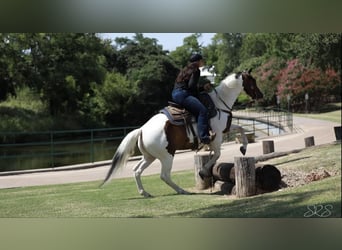 Caballo cuarto de milla, Caballo castrado, 7 años, 152 cm, Tobiano-todas las-capas