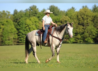 Caballo cuarto de milla, Caballo castrado, 7 años, 152 cm, Tordo