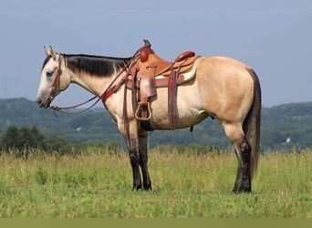 Caballo cuarto de milla, Caballo castrado, 7 años, 152 cm, Tordo ruano
