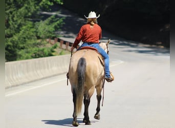 Caballo cuarto de milla, Caballo castrado, 7 años, 152 cm, Tordo ruano