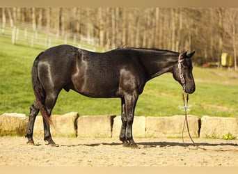 Caballo cuarto de milla, Caballo castrado, 7 años, 153 cm, Ruano azulado