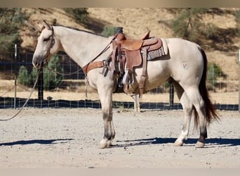 Caballo cuarto de milla, Caballo castrado, 7 años, 155 cm, Buckskin/Bayo