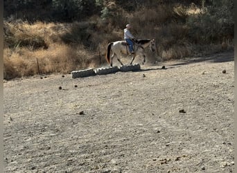 Caballo cuarto de milla, Caballo castrado, 7 años, 155 cm, Buckskin/Bayo