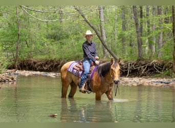 Caballo cuarto de milla, Caballo castrado, 7 años, 155 cm, Buckskin/Bayo
