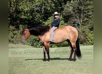 Caballo cuarto de milla, Caballo castrado, 7 años, 155 cm, Buckskin/Bayo
