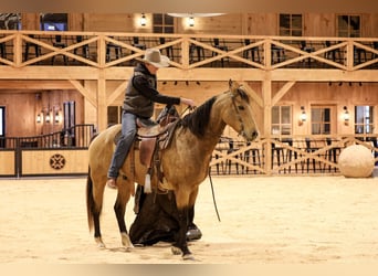 Caballo cuarto de milla, Caballo castrado, 7 años, 155 cm, Buckskin/Bayo