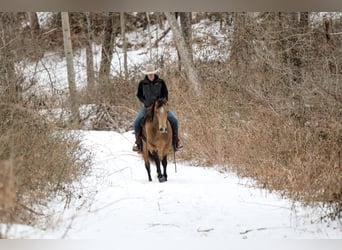 Caballo cuarto de milla, Caballo castrado, 7 años, 155 cm, Buckskin/Bayo