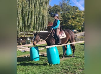 Caballo cuarto de milla, Caballo castrado, 7 años, 155 cm, Castaño oscuro