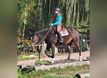 Caballo cuarto de milla, Caballo castrado, 7 años, 155 cm, Castaño oscuro