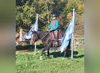 Caballo cuarto de milla, Caballo castrado, 7 años, 155 cm, Castaño oscuro