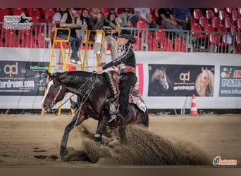 Caballo cuarto de milla, Caballo castrado, 7 años, 155 cm, Castaño oscuro