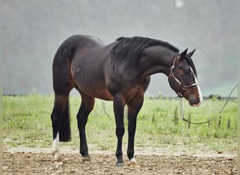 Caballo cuarto de milla, Caballo castrado, 7 años, 155 cm, Castaño oscuro