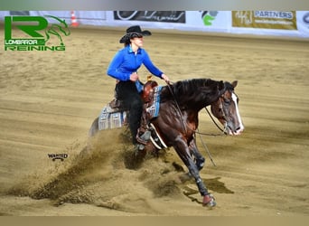 Caballo cuarto de milla, Caballo castrado, 7 años, 155 cm, Castaño oscuro