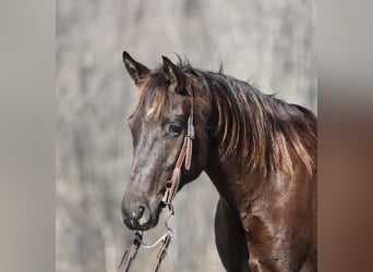 Caballo cuarto de milla, Caballo castrado, 7 años, 155 cm, Grullo