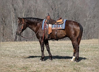 Caballo cuarto de milla, Caballo castrado, 7 años, 155 cm, Grullo