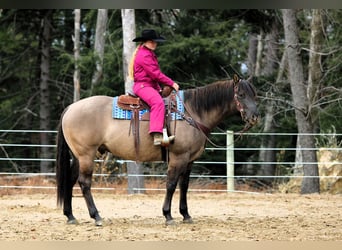 Caballo cuarto de milla, Caballo castrado, 7 años, 155 cm, Grullo