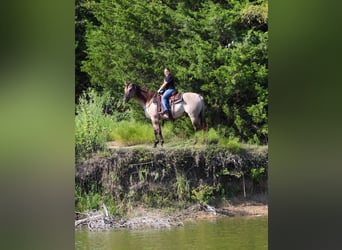 Caballo cuarto de milla, Caballo castrado, 7 años, 155 cm, Grullo