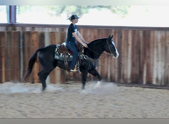 Caballo cuarto de milla, Caballo castrado, 7 años, 155 cm, Negro