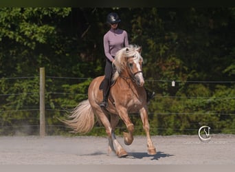 Caballo cuarto de milla Mestizo, Caballo castrado, 7 años, 155 cm, Palomino