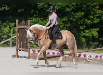 Caballo cuarto de milla Mestizo, Caballo castrado, 7 años, 155 cm, Palomino