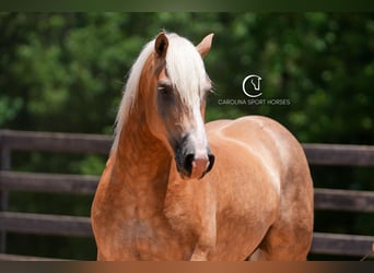Caballo cuarto de milla Mestizo, Caballo castrado, 7 años, 155 cm, Palomino