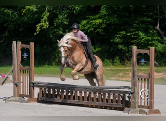 Caballo cuarto de milla Mestizo, Caballo castrado, 7 años, 155 cm, Palomino